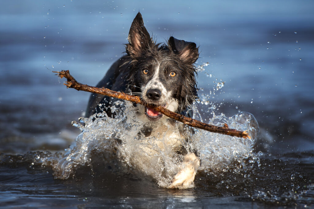 Happy dog in the sea, with a stick in its mouth.